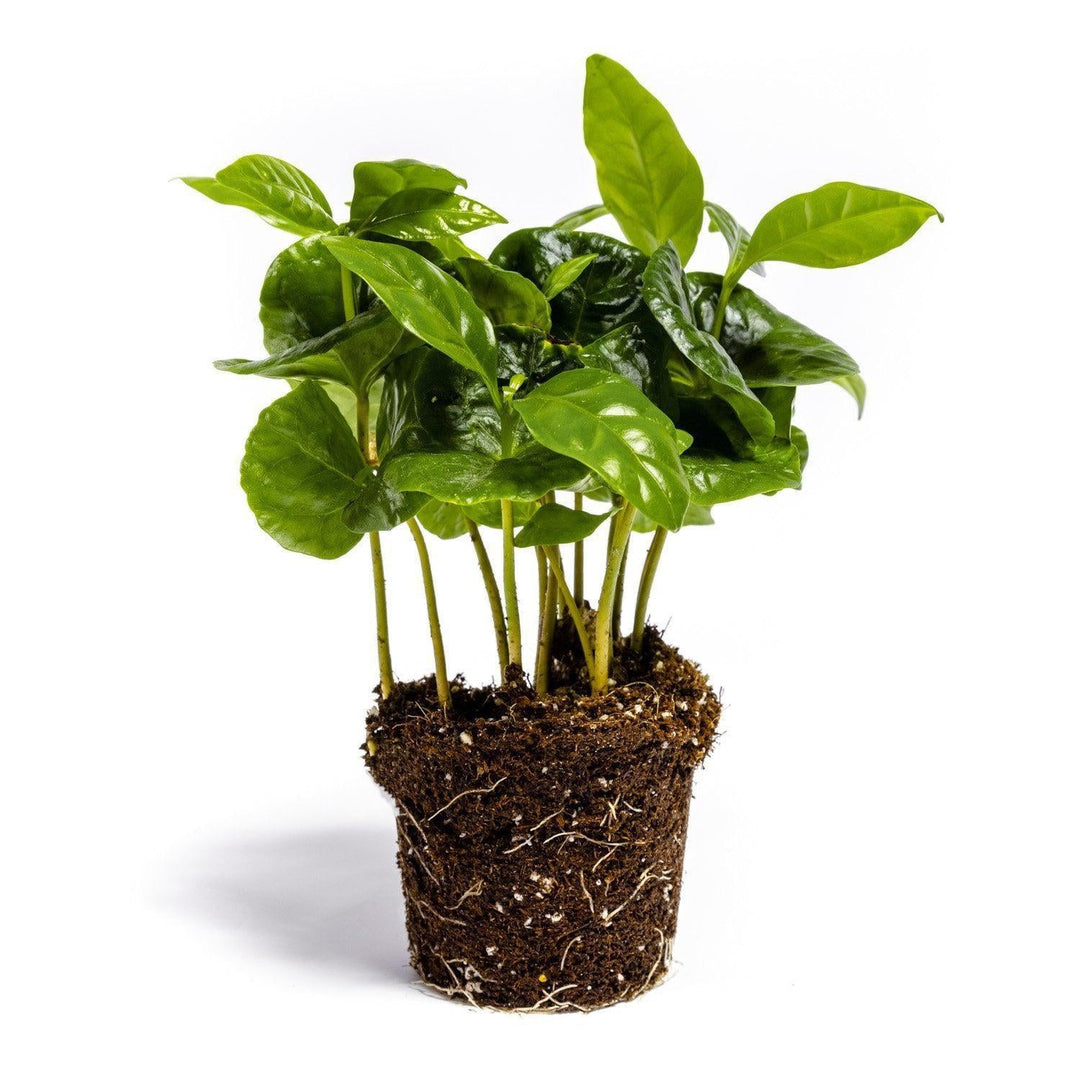 Coffea Arabica Zimmerpflanze mit grünen Blättern ohne Topf