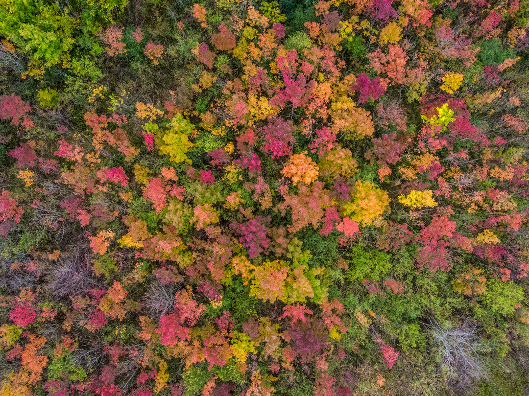 Herbst Sale, herbstliche Farben