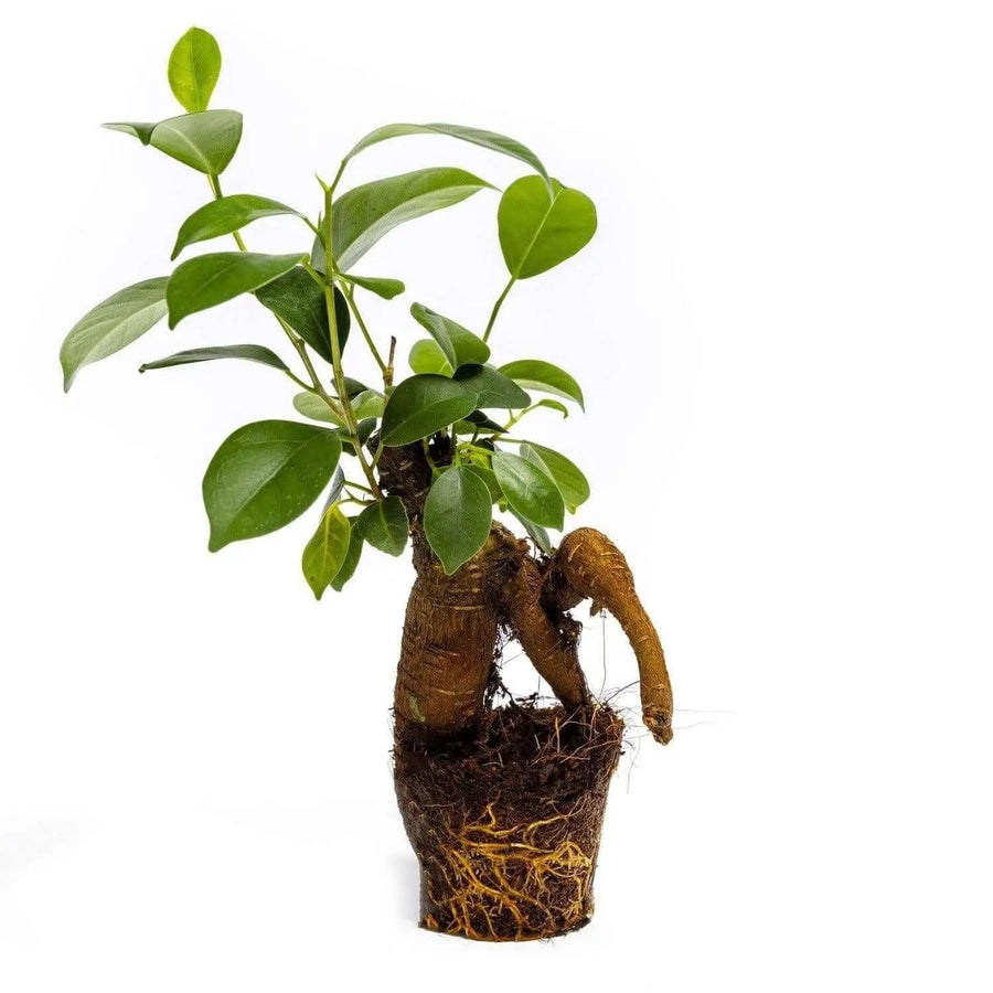 Ficus Ginseng Bonsai - Plant - 15 Cm