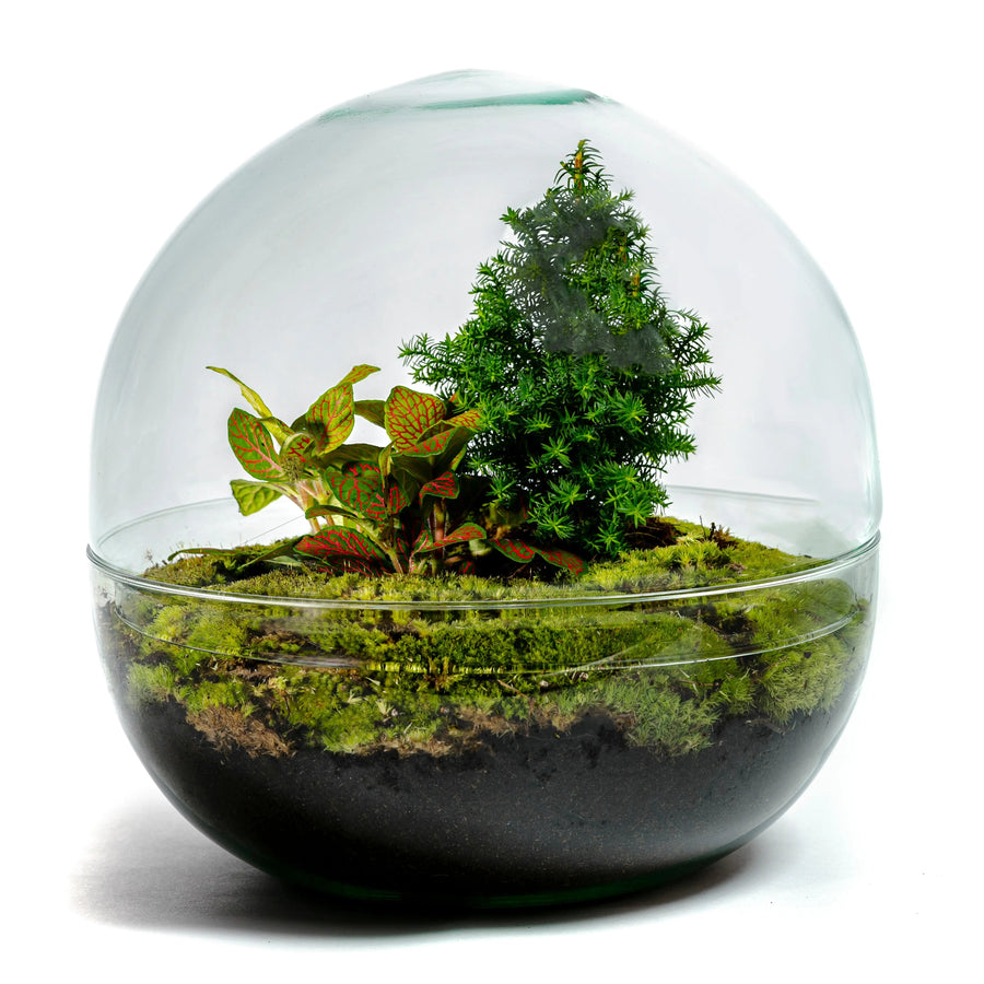 Terrarium | Bolvormig | Glas | Kerstboom | ↑30Cm -Ø30Cm