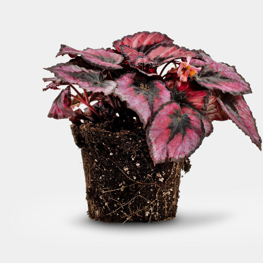 Begonia Red Heart - H20Cm
