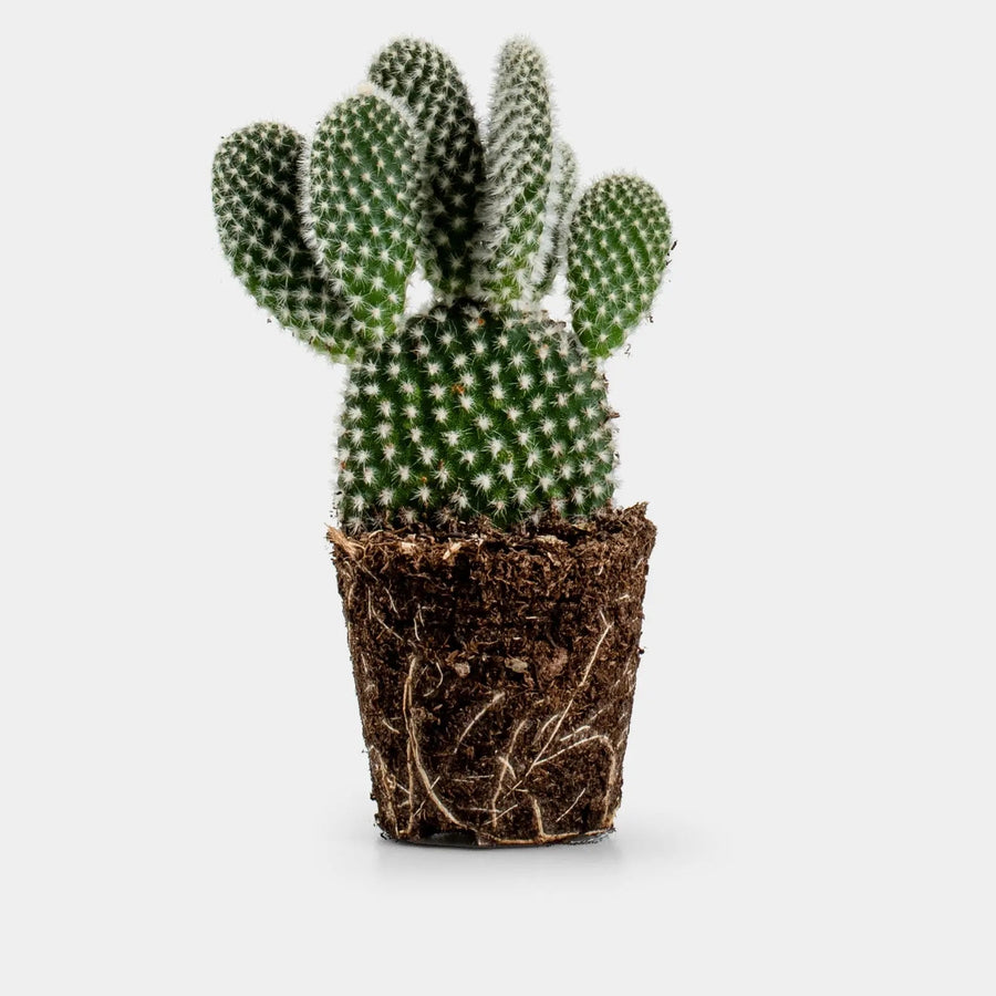 Opuntia Microdasys Albata | Cactus | Ø6 - ↑10 Cm