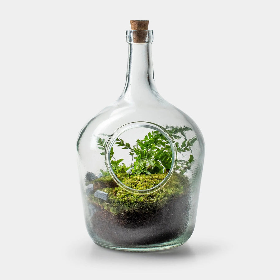 A Bottle Of Ferns - Terrarium - 30Cm
